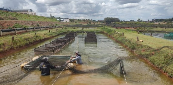 Governo de SP reforça monitoramento sanitário da tilapicultura diante da expansão do setor